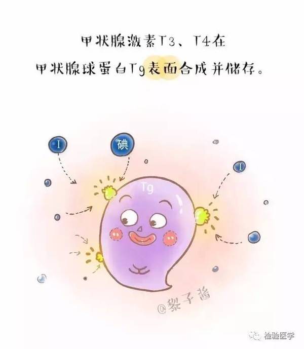 认识甲状腺球蛋白(tg)(漫画版)