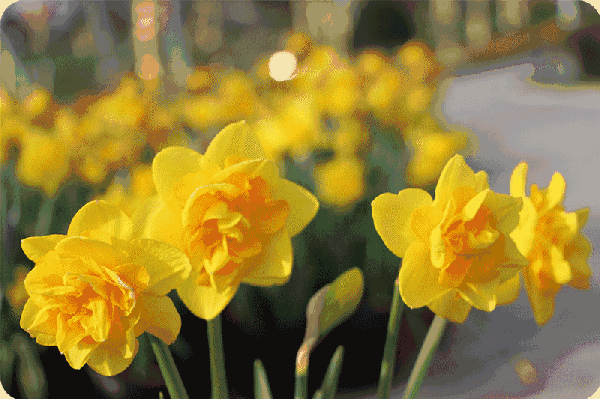 12万平方米300000只七彩风车 20组荷兰大风车以及造型庞大