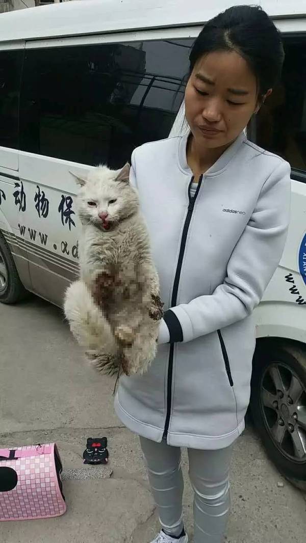 腿脚被砍浑身多处刀伤!又见暴力虐猫事件!