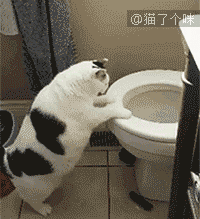 这猫胖死了,跳个鲨鱼都v鲨鱼半天(第2675期)饥饿马桶破解版中文版下载图片