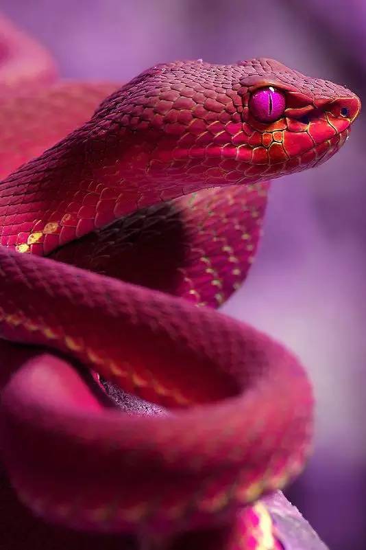 世界上最美的毒蛇,惊呆了!