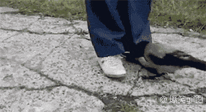 全平台动图首发 10000张2b,恶搞,傻缺,内涵,美女,萌宠动态图一次看个