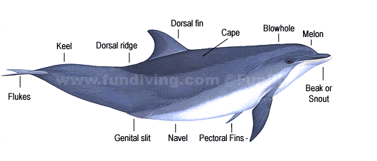 爪爪就是用来挥手的那两片胸鳍 (pectoral fins,俗称flippers).