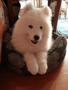 不会吐舌头卖萌的狗狗都不是好狗狗.