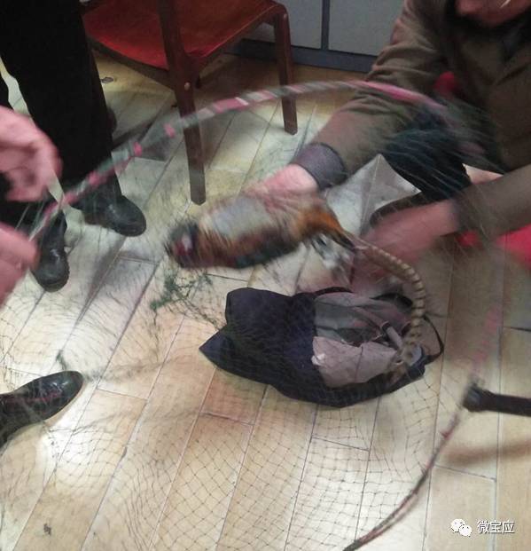 用专业工具非法猎捕野生动物,共非法猎捕活体野鸡两只,死体斑鸠4只