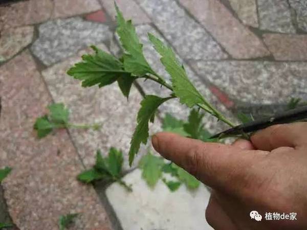 刚插的时候应该遮几天阴的4-5月的不遮没多大问题,今年的6 月中旬气温已经很高了,雨水也多,高温多湿是养花大忌. 控制菊花高度还有其它方法; 立秋前的菊花下午要遮阳的,立秋剪头冒出新牙后,菊花苗就需要全天晒了,这样也能控制菊花不徒长. 还有就是浇水问题,夏天我是傍晚浇水的,立秋以后要早上浇水,晚上浇有容易引起徒长 如果你也喜欢养花,就关注我们吧!微信公众号:植物de家,微信号:zhiwudejia
