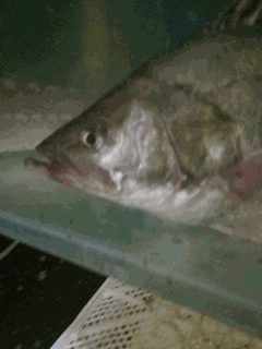 240_320 竖版 竖屏 