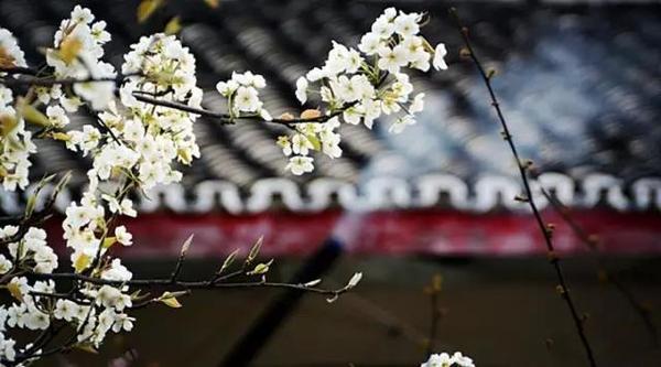 川西这个小县城的梨花雨,一夜之间惊艳了全世界!