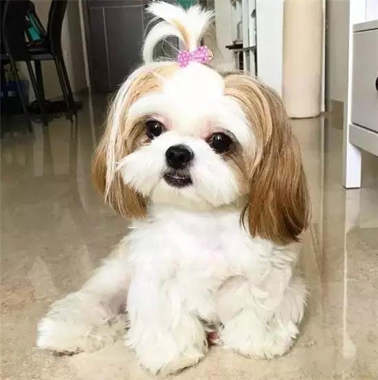 小型犬排名_小型犬排名和图片(2)