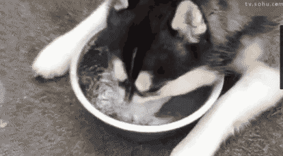 今日话题|为什么现在单身狗越来越多?