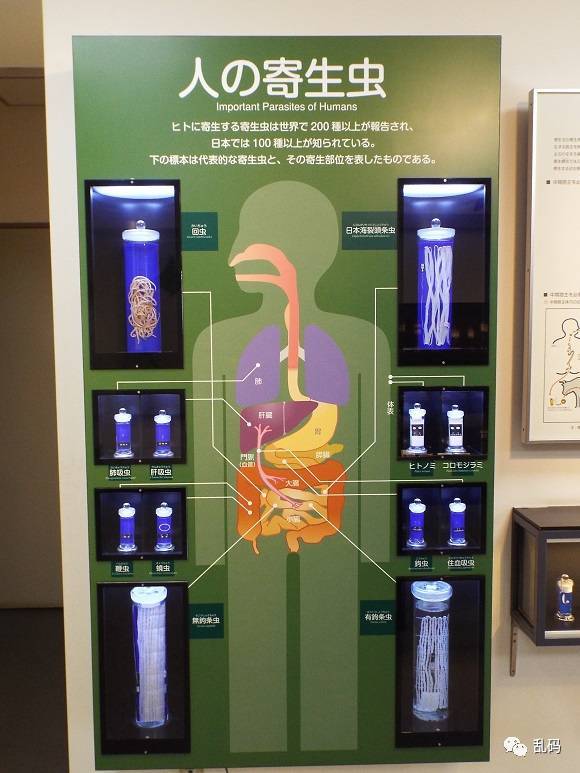 日本东京重口味寄生虫博物馆,千万别再饭后去