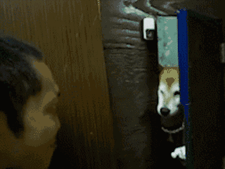 宠趣| 这只腹黑高冷柴犬,无时无刻不在思考怎么弄死铲屎的