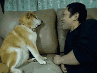然而有一只柴犬是如此的清新脱俗 无时无刻不在思考 怎么弄死铲屎的