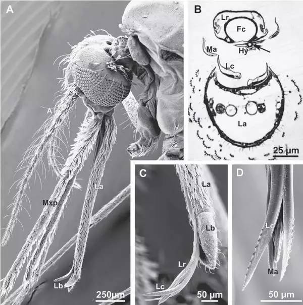 这是蚊子嘴的显微结构.