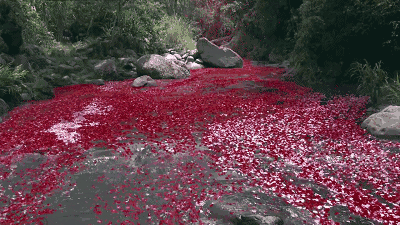 日本一摄影师拍摄了一组花瓣照片,火爆了摄影界!