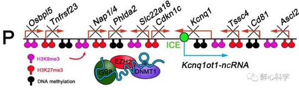 长链非编码rna/lncrna研究,读这篇文章就足够了!