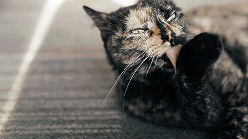 性格乖巧的猫咪有四个特征,你家猫咪中了几条?