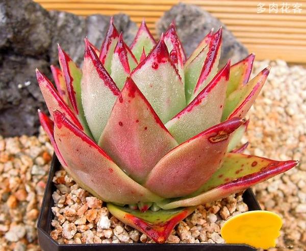 漂亮多肉植物系列 乌木系 大部分肉友都喜欢红尖
