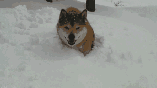 在雪堆里玩