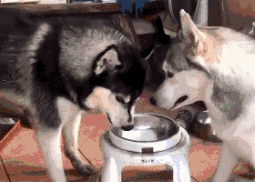 黑色哈士奇看到烟灰色哈士奇认怂之后才又安心的享受着冰棍