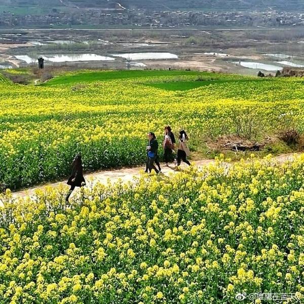 炮里乡梯田油菜花将盛开 西安最近油菜花海等你来