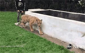 歪果仁人少真不是没有原因的,f1赛车世界冠军汉密尔顿竟在背后吓起了