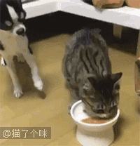 等猫吃饱了,汪才能吃剩下的.