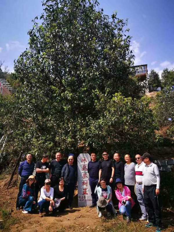 乔木型,大叶类,早生种茶,原产于临沧市双江县勐库镇冰岛公弄村,是我国