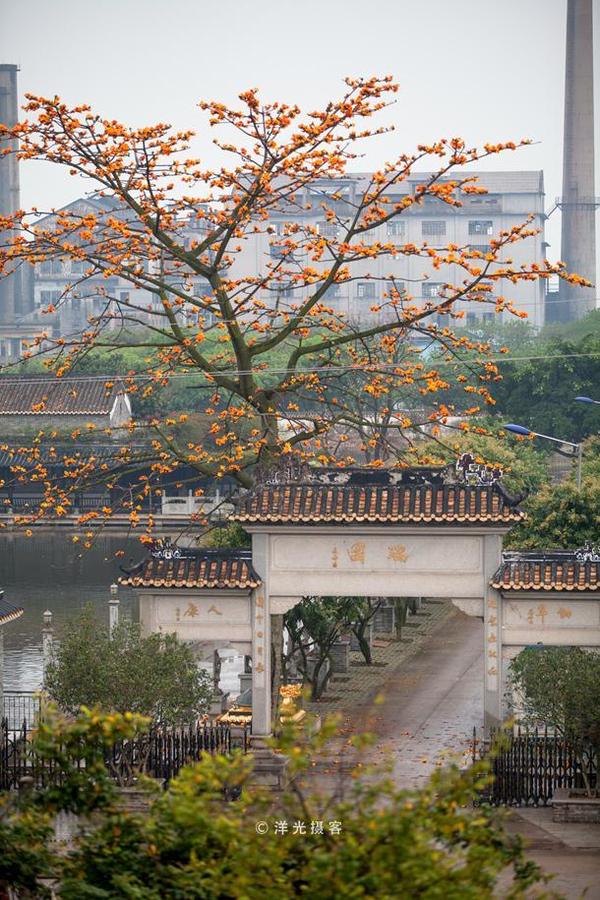 当我们习惯叫"红木棉"时,在广州番禺沙湾紫坭"瑞园"大门口却生长着一