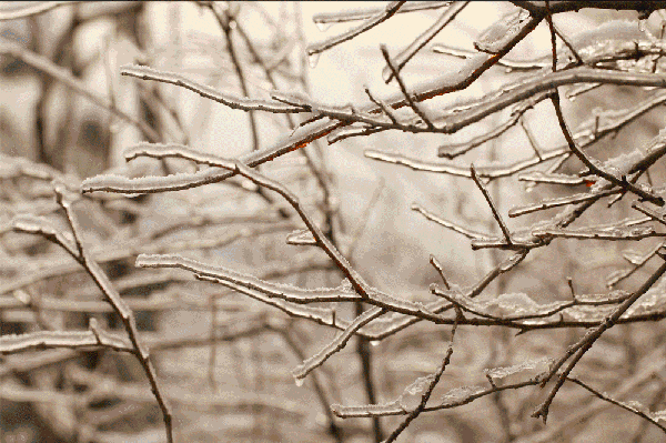 冬天树枝上结满冰溜子,雪里埋着冻柿子,啃几口热乎乎的煮玉米,一起