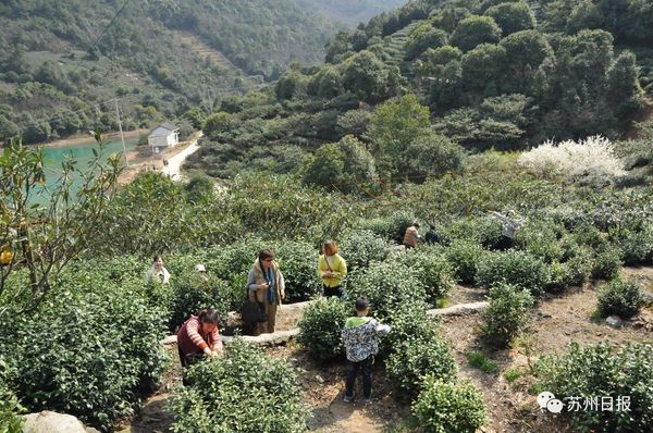 "空持百千偈,不如吃茶去"| 一片碧螺春和小记者们的一天!