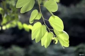 我会变成一片树叶, 你猜,你猜, 我会飘到哪儿?图片