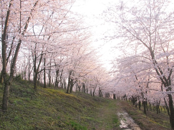 平坝农场 万亩樱花