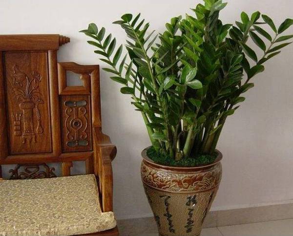 怎么养花才不会枯死 a62ude0787418177619.jpeg