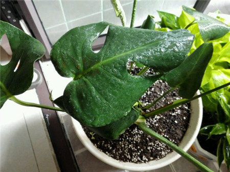 龟背竹怎么修剪才能变直 a2uqit3207620179129.jpg