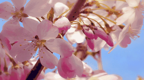 皮亚曼乡石榴花 面朝大海,春暖花开 如果说最能代表春天的 也许就是