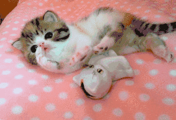 这是一群有魔性的大脸猫,据说转发的都瘦了!