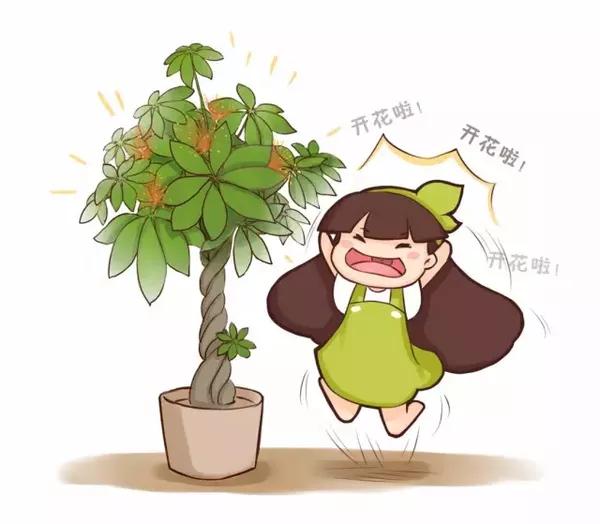 发财树竟然还能开花结果,他都是这么做的!