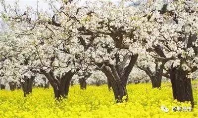 魏县第十七届梨花节宣传片,最近观赏时间:2017年3月27日-4月5日