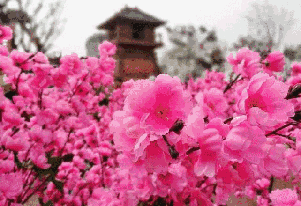 桃花遮面,欲语还羞桃花林 在漫漫桃林之中开启属于你的上神生活!