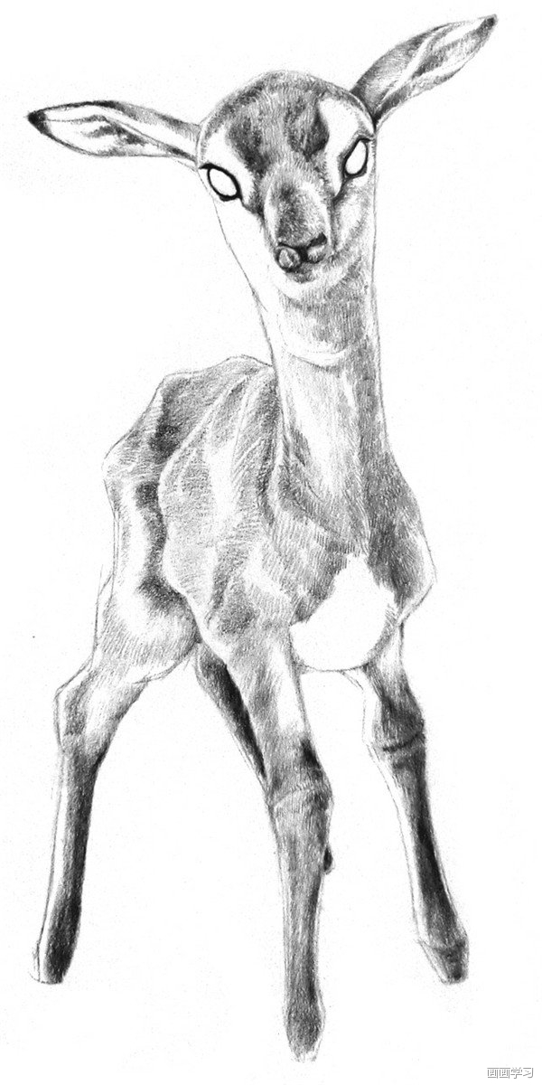 如何学素描——素描小鹿的绘画教程