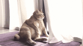 直到有天,对面的母猫给了回应 橘猫很兴奋,想打招呼 微信号:mon0896