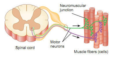 运动单元 = 一个运动神经元   受其控制的若干条肌肉纤维.