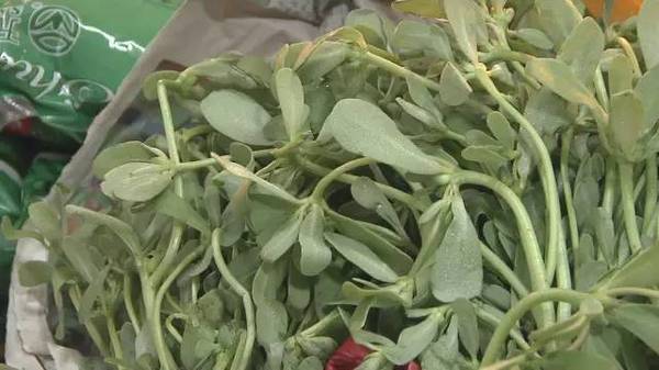 春天有一种时令野菜,既是美味又是中草药!皮肤过敏,脱皮,发湿疹.