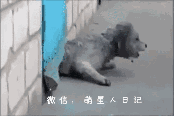 热心黑猫帮助困在铁门内狗狗成功越狱,私奔吗?