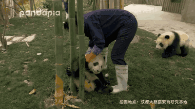 臭臭的 为了避免他们把臭便便蹭得到处都是 奶爸,奶妈们需要及时铲屎