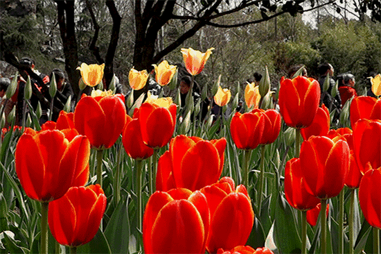 郁金香开了,快来虹彩花园邂逅最浪漫的春天!