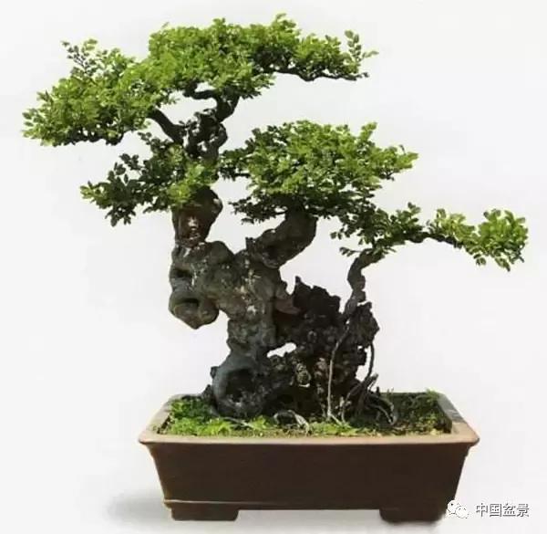 制作养护榔榆盆景应注意解决六个问题