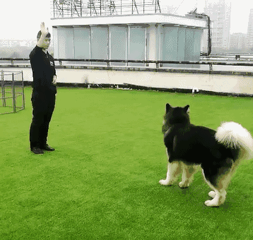 苏州一铲屎官遭狗狗含泪控诉!既然养了我,为什么又这么对我!