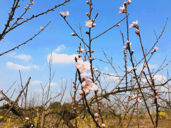 【隆皓自驾】4月9日 南京六合桃花岛,赏花烧烤嗨翻天!